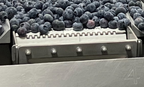 Modular plastic belting for the FBW Mk5 Feed Belt